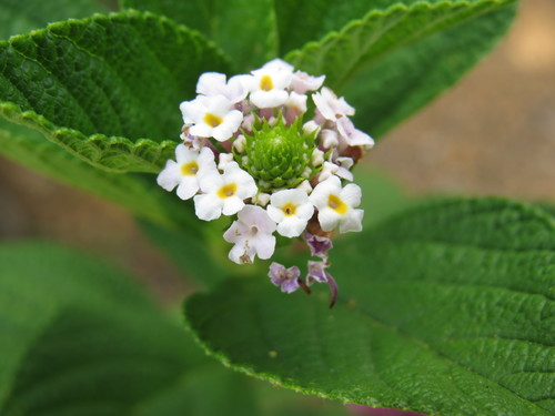 Lantana undulata (Lantana undulata)