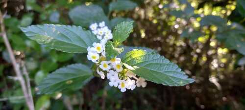 Lantana undulata (Lantana undulata)