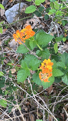 West Indian shrubverbena (Lantana urticoides)