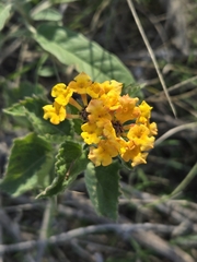 West Indian shrubverbena (Lantana urticoides)