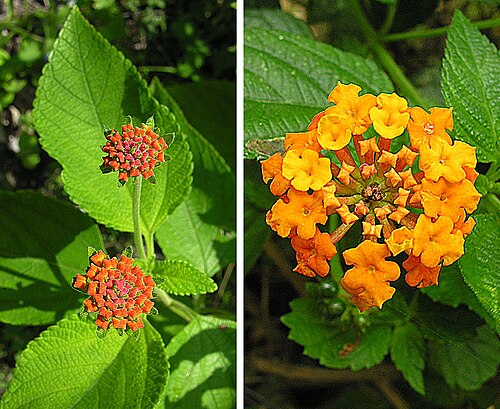 West Indian shrubverbena: A species native to Mexico, the Caribbean and southern U.S. Used in folk medicine. Jardin Etnobotanica, Cuernavaca, Mexico. In context at www.dixpix.ca/meso_ame
