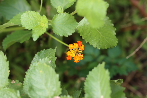 West Indian shrubverbena (Lantana urticoides)