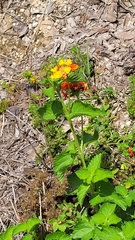 West Indian shrubverbena (Lantana urticoides)
