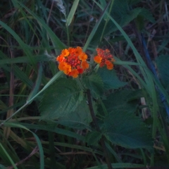 West Indian shrubverbena (Lantana urticoides)