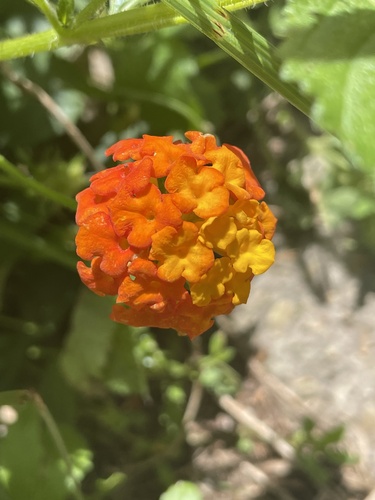 West Indian shrubverbena (Lantana urticoides)