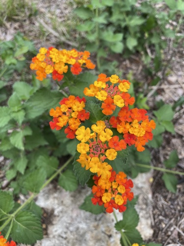 West Indian shrubverbena (Lantana urticoides)