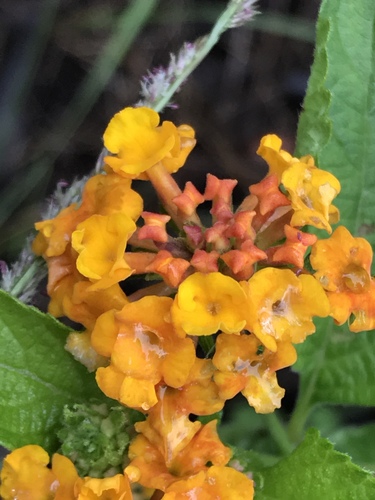 West Indian shrubverbena (Lantana urticoides)