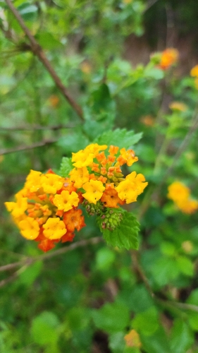 West Indian shrubverbena (Lantana urticoides)