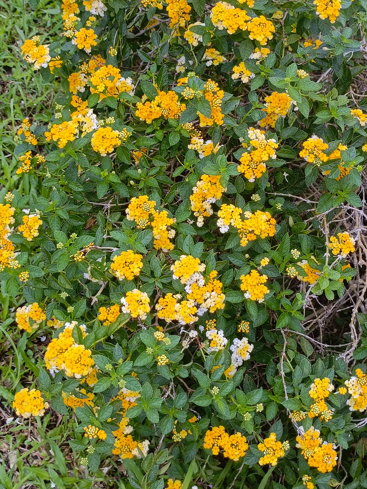 West Indian shrubverbena: Bunga Saliara Kuning