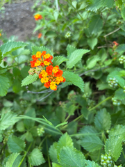 West Indian shrubverbena (Lantana urticoides)