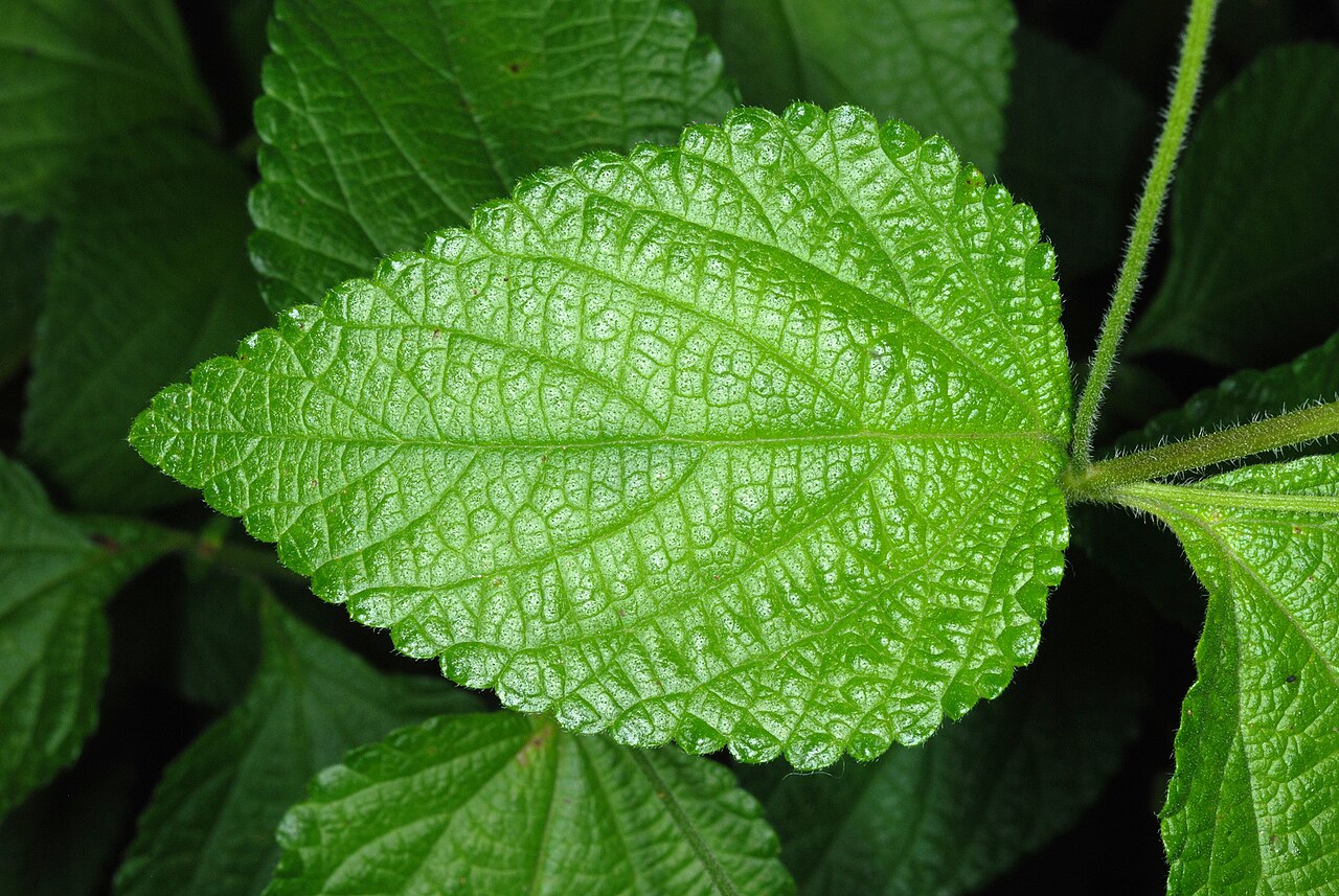 Velvet shrubverbena: Lantana velutina
