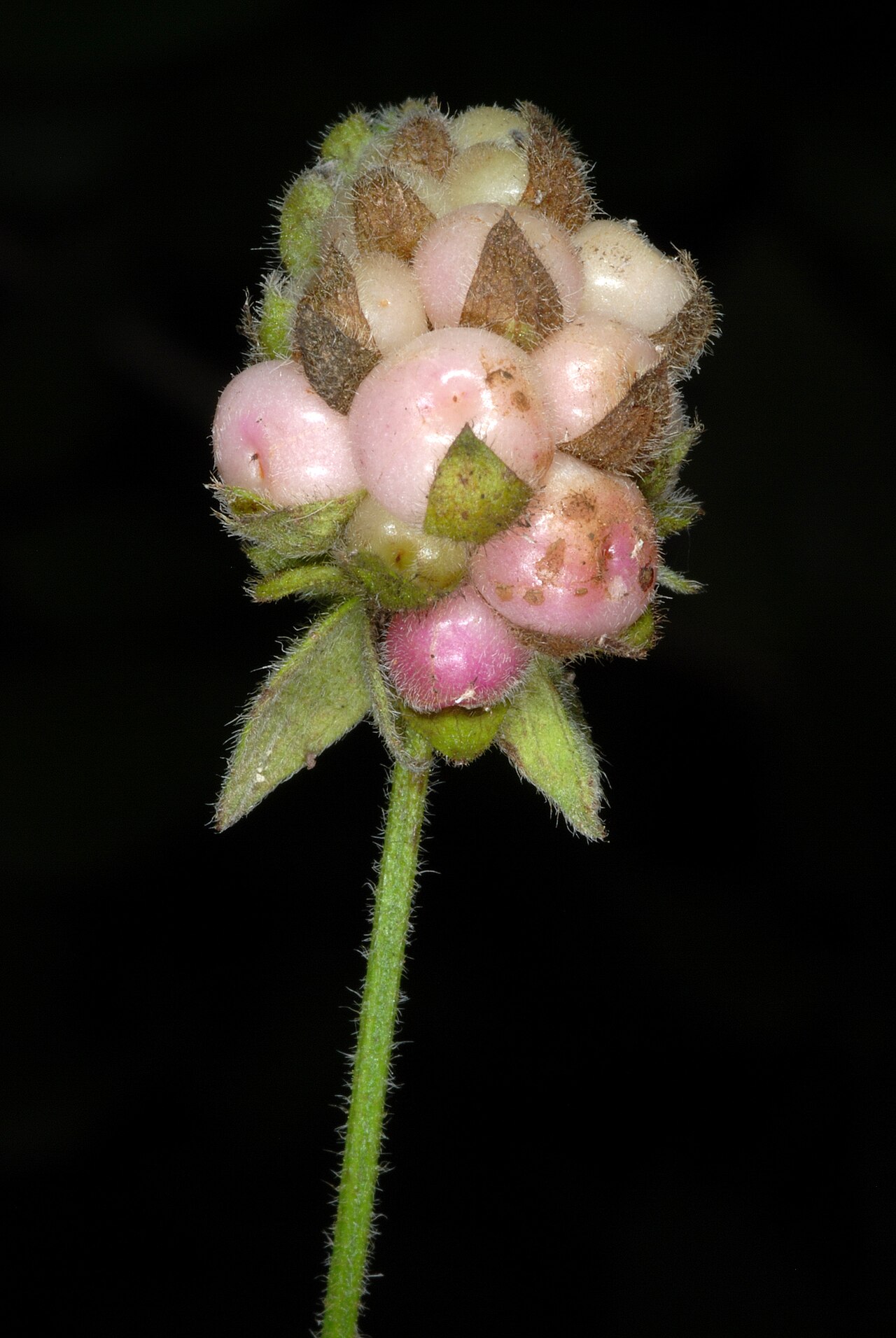 Velvet shrubverbena: Lantana velutina