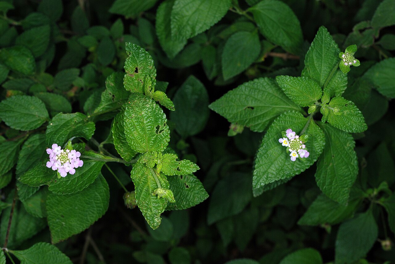 Velvet shrubverbena: Lantana velutina
