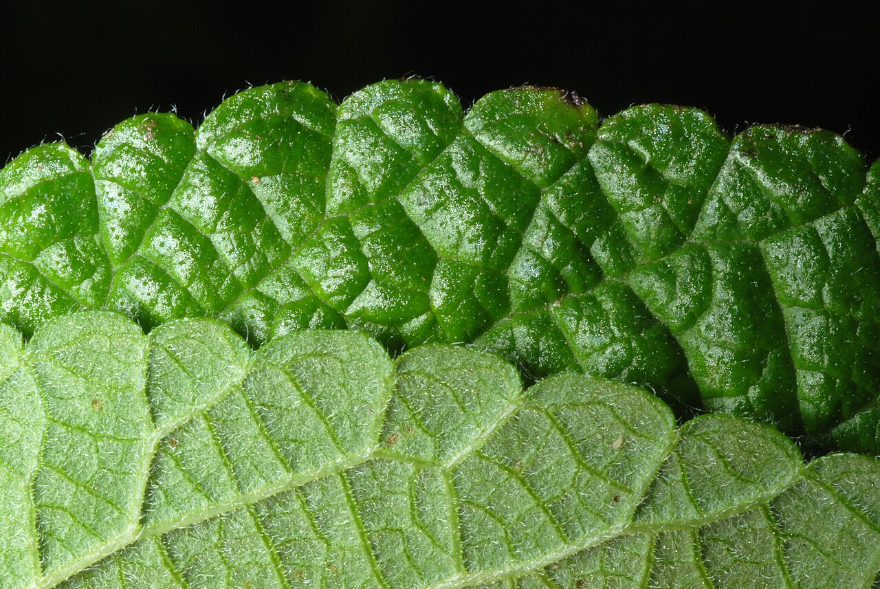 Velvet shrubverbena: Leaf margins, surfaces.