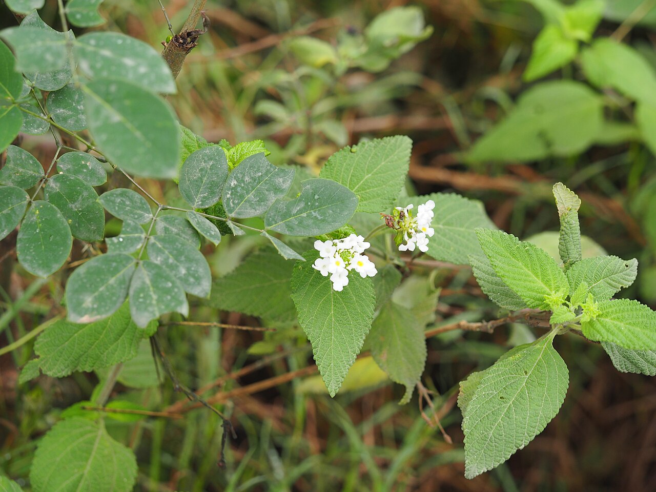Velvet shrubverbena: Lantana velutina (Velvet Lantana), from iNaturalist observation https://www.inaturalist.org/observations/129497313