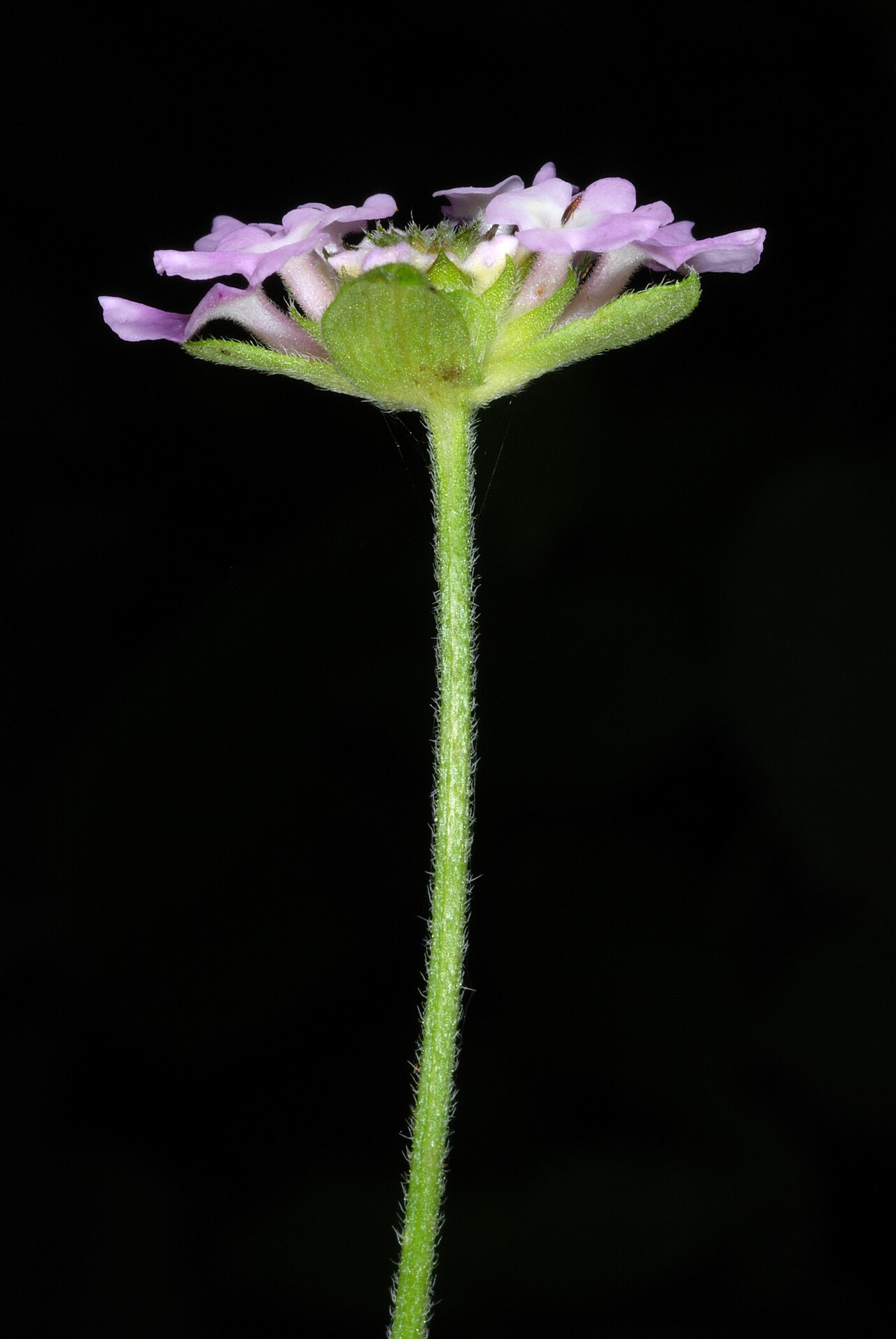 Velvet shrubverbena: Lantana velutina