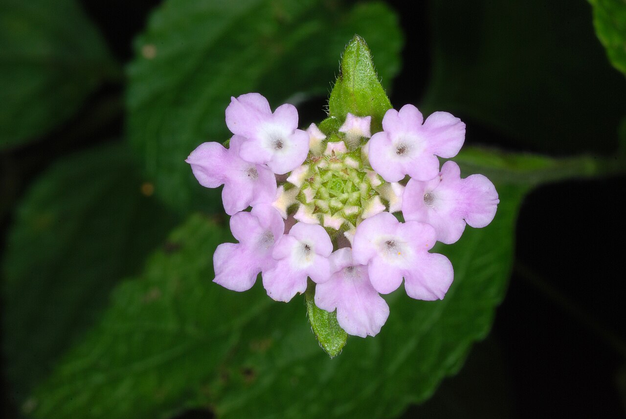 Velvet shrubverbena: Lantana velutina