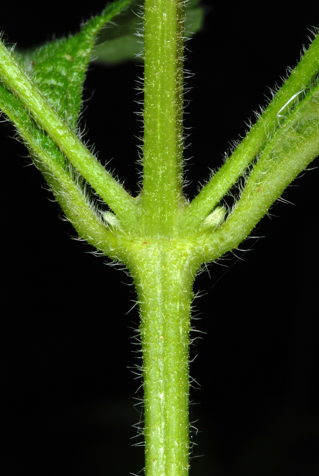 Velvet shrubverbena: Lantana velutina