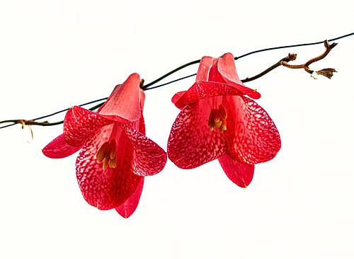 Lapageria rosea: Lapageria rosea im Botanischen Garten München
