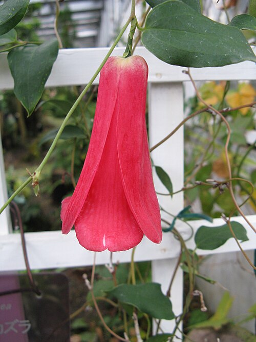 Lapageria rosea: Lapageria rosea