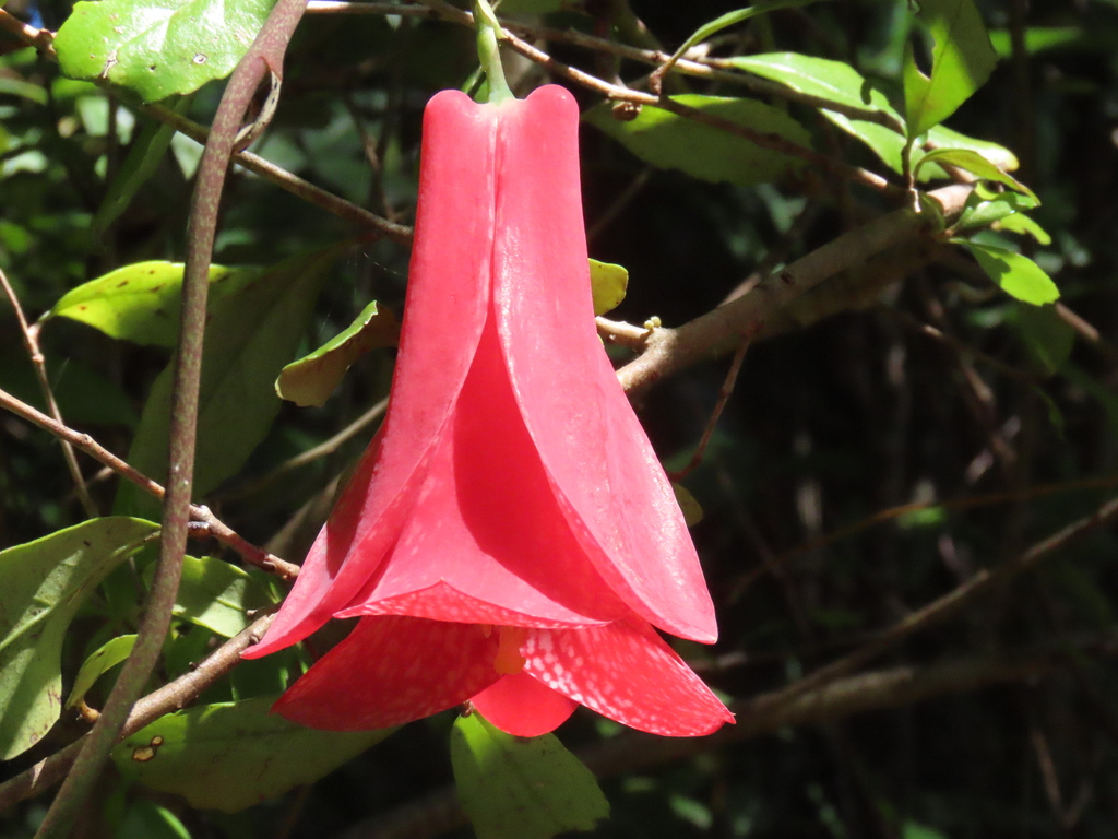 Lapageria rosea (Lapageria rosea)