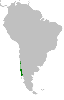 Lapageria rosea (Lapageria rosea)