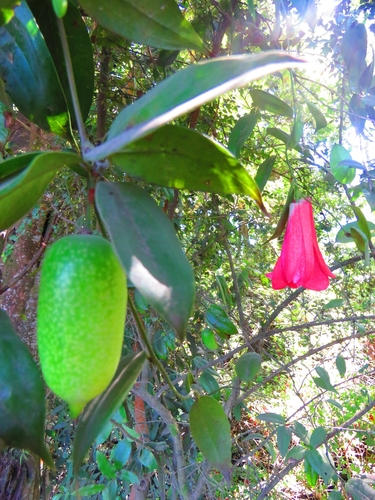 Lapageria rosea (Lapageria rosea)