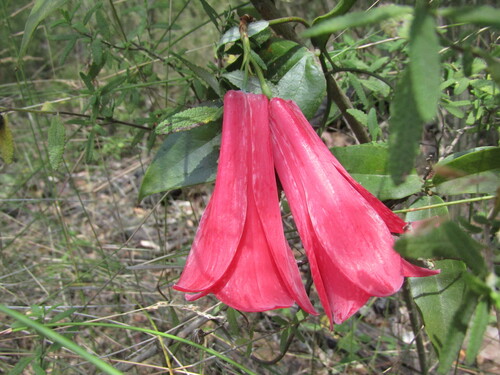 Lapageria rosea (Lapageria rosea)