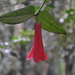 Lapageria rosea (Lapageria rosea)