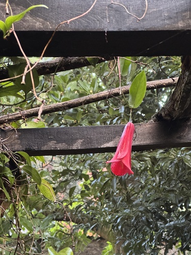 Lapageria rosea (Lapageria rosea)