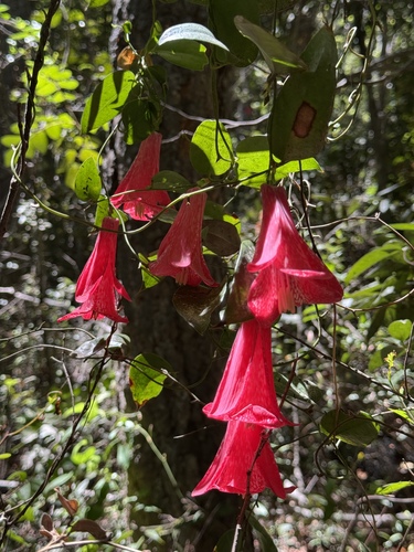 Lapageria rosea (Lapageria rosea)