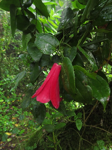 Lapageria rosea (Lapageria rosea)