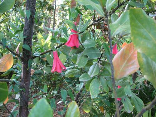 Lapageria rosea (Lapageria rosea)