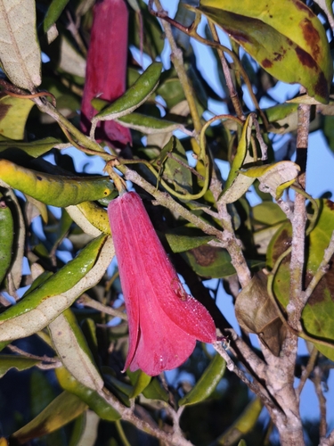 Lapageria rosea (Lapageria rosea)