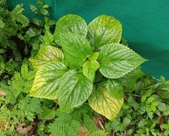 West Indian woodnettle (Laportea aestuans)