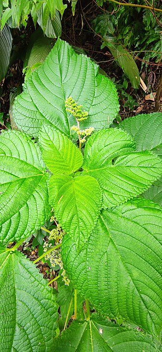 West Indian woodnettle: Registro de Laportea aestuans em Parque Estadual Serra do Mar.