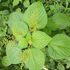 West Indian woodnettle (Laportea aestuans)