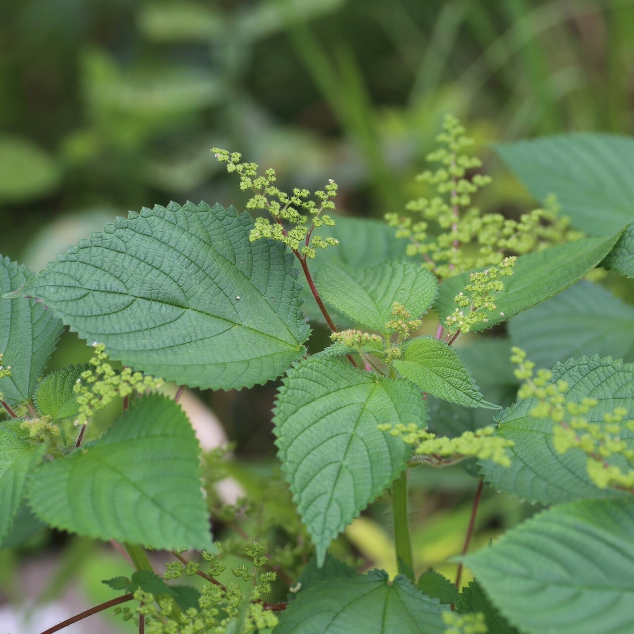 West Indian woodnettle: Laportea aestuans (Urticaceae) — Ecuador, Provincia de Napo, nr. Misahuallí, along the village road