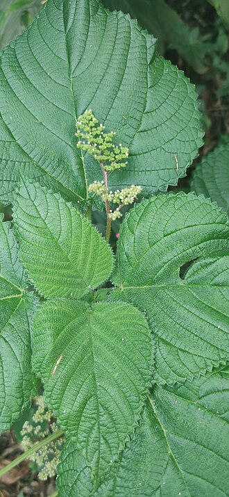 West Indian woodnettle: Registro de Laportea aestuans em Parque Estadual Serra do Mar.