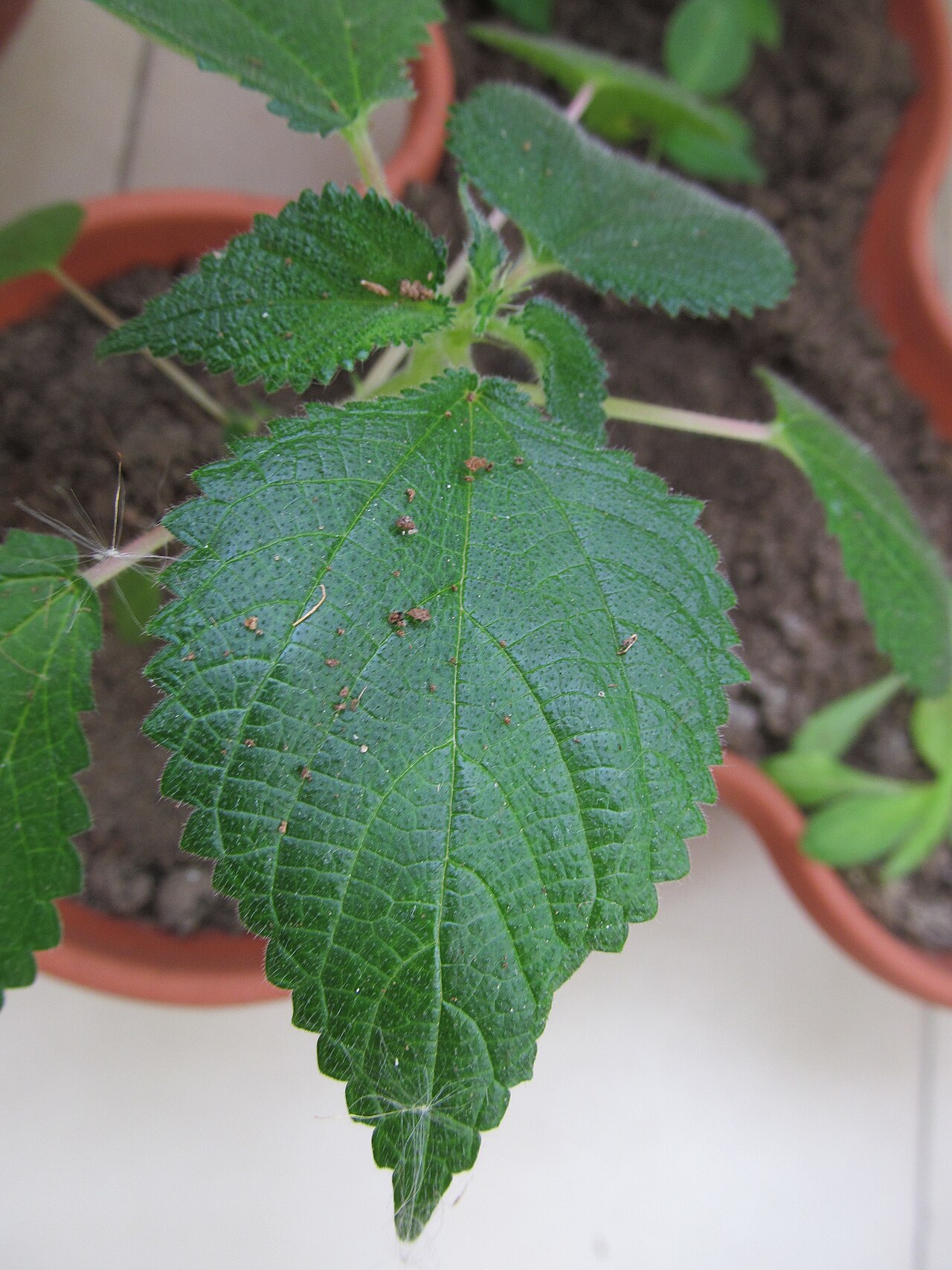 West Indian woodnettle: Laportea aestuans