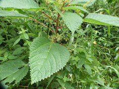 West Indian woodnettle (Laportea aestuans)