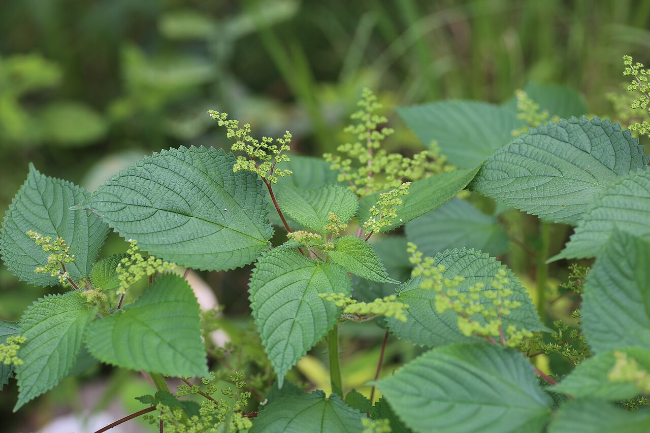 West Indian woodnettle: Ecuador, Provincia de Napo, nr. Misahualli, South bank of Rio Napo, 400m, along the village road.