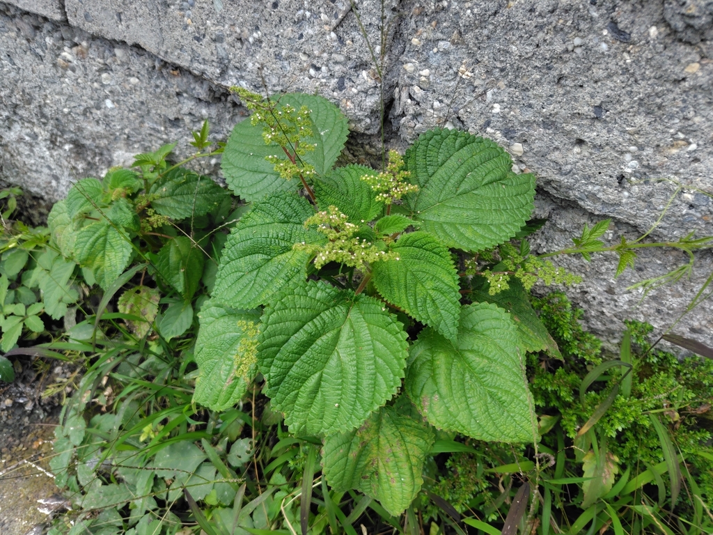 West Indian woodnettle (Laportea aestuans)