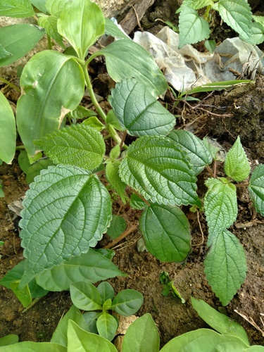 West Indian woodnettle (Laportea aestuans)