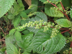 West Indian woodnettle (Laportea aestuans)