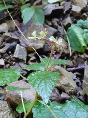 Laportea bulbifera (Laportea bulbifera)