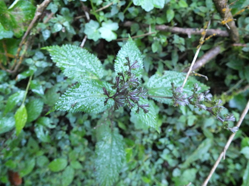 Laportea bulbifera (Laportea bulbifera)