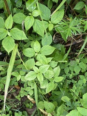 Laportea bulbifera (Laportea bulbifera)