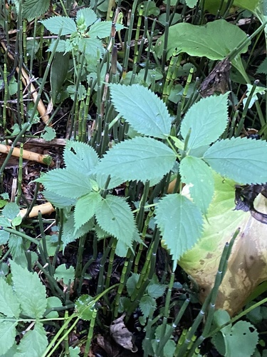 Laportea bulbifera (Laportea bulbifera)