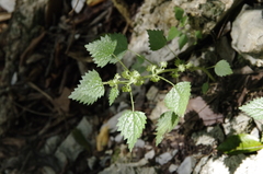 Laportea cuneata (Laportea cuneata)